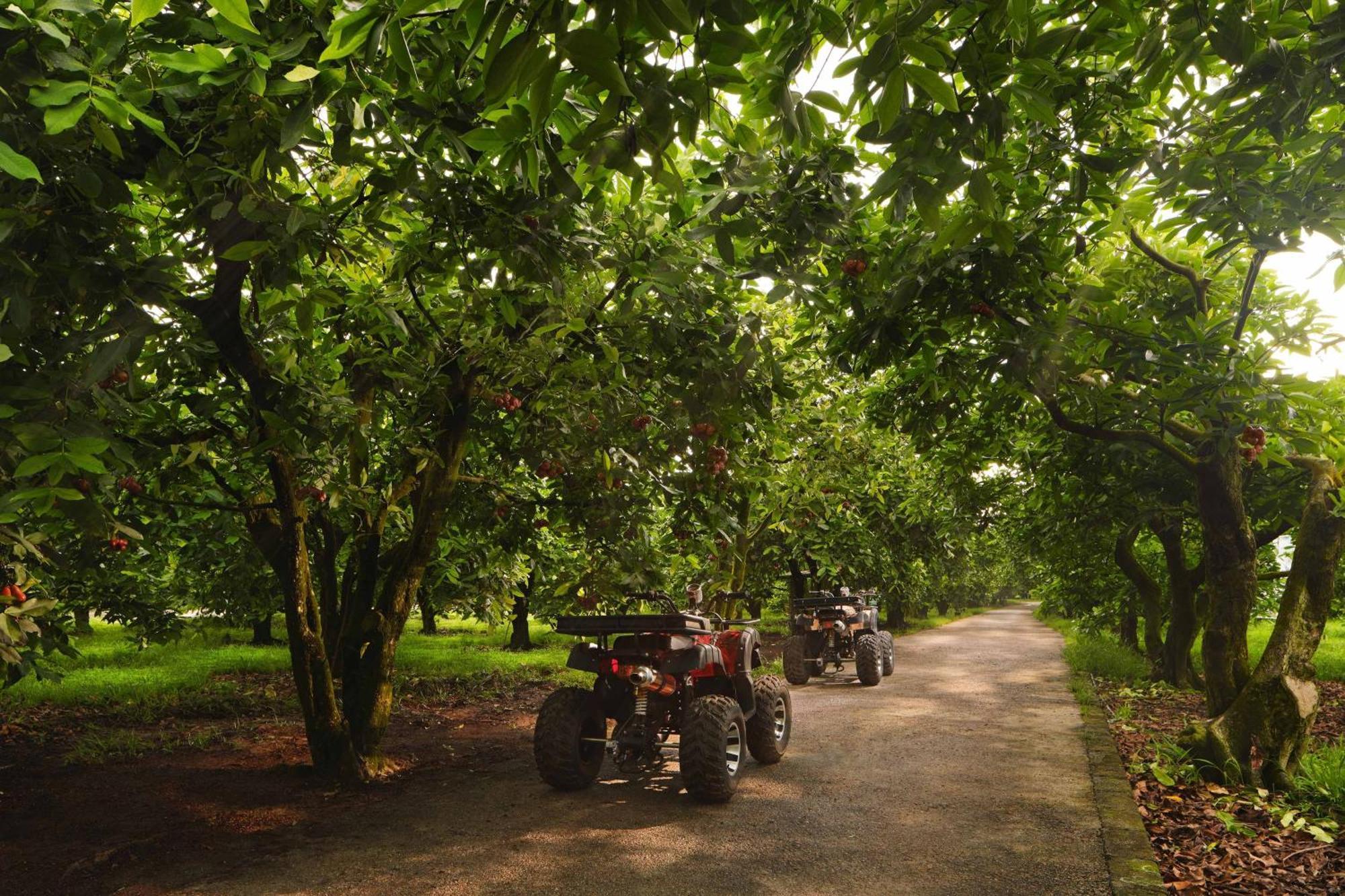 The Westin Desaru Coast Resort Екстериор снимка Chestnut trees in the UK